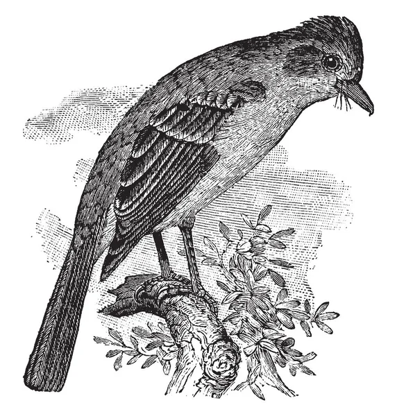 Questa Illustrazione Rappresenta Cenere Gola Flycatcher Linea Vintage Disegno Incisione — Vettoriale Stock