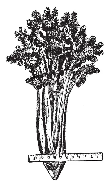 种植芹菜的植物需要大量的水和根部修剪成锥形立方体 复古线条画或雕刻插图 — 图库矢量图片