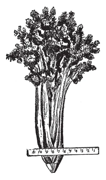 셀러리 플랜트 빈티지 그림으로 잘립니다 — 스톡 벡터
