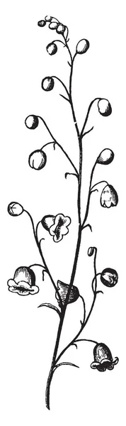 一幅显示圆锥花序的图画 圆锥花序是一个多分支的 复古线条画或雕刻插图 — 图库矢量图片