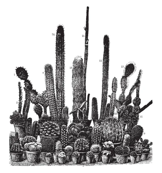 Uma Imagem Mostrando Variedades Cacto Essas Variedades Incluem Opuntia Cereus — Vetor de Stock