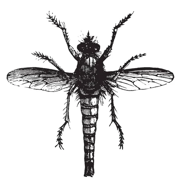 Μύγα Δολοφόνος Όταν Μια Μύγα Που Τρώει Άλλα Μύγες Εκλεκτής — Διανυσματικό Αρχείο