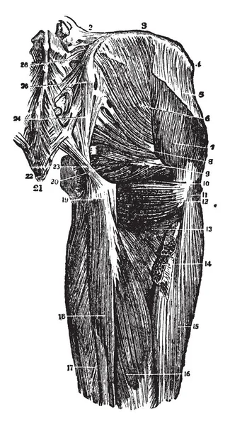 Иллюстрация Представляет Глубокие Мышцы Тазобедренного Сустава Рисунок Винтажной Линии Гравировка — стоковый вектор