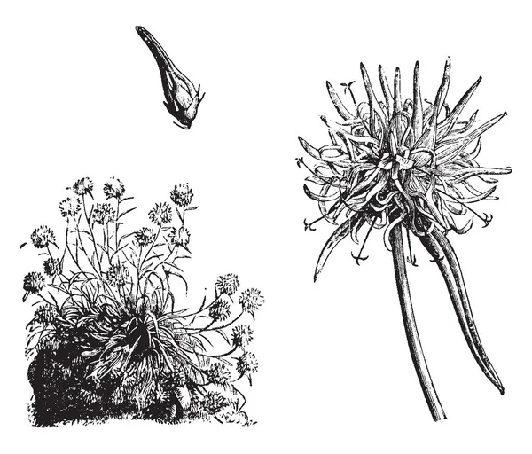 Cette Image Représente Phyteuma Charmelii Également Connu Sous Nom Rampion — Image vectorielle