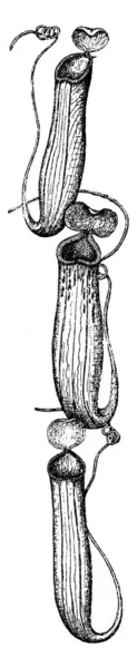 Nepenthes Глечик Рослин Які Використовуються Приваблюють Комах Захопити Поживні Речовини — стоковий вектор