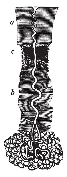 Cette Illustration Représente Une Glande Sueur Dessin Ligne Vintage Une — Image vectorielle