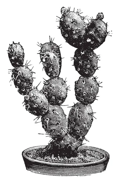 Зображення Показує Відділення Optunia Boliviana Який Різні Колюча Груша Суглобів — стоковий вектор