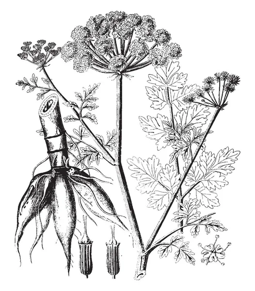 英国最有毒的本土植物 Umbellifer 家族的成员 被发现在沟渠 潮湿的草地 复古线条画或雕刻插图 — 图库矢量图片