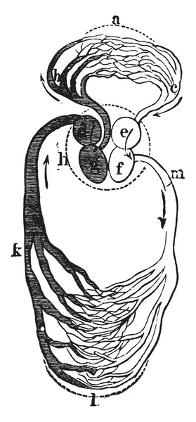 Серце Кровоносні Судини Діагонально Представлені Показують Напрямок Кровотоку Малювання Старовинної — стоковий вектор