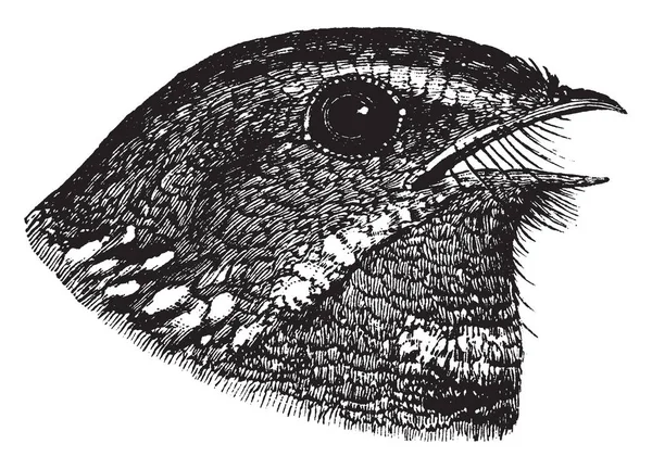 Fissirostral Bill Nightjar Tendo Bico Amplo Profundamente Fenda Desenho Linha — Vetor de Stock