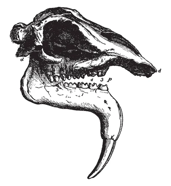 Dinotherium レヴェンシュタイン腫瘍は中新世 ビンテージの線描画や彫刻イラストで登場した現代日象の大きな先史時代の相対 — ストックベクタ