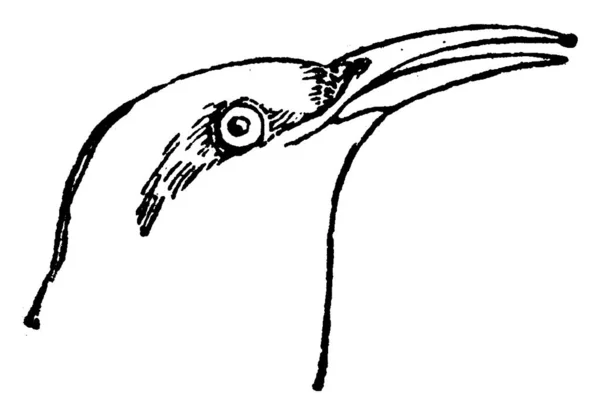Sıvacı Kuşu Vintage Illüstrasyon Kazınmış Doğal Tarih Hayvanların 1880 — Stok Vektör