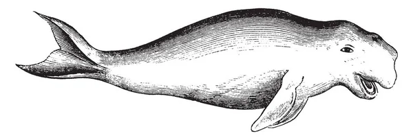 Doejong Dat Een Middelgroot Zeezoogdieren Vintage Lijntekening Gravure Illustratie — Stockvector
