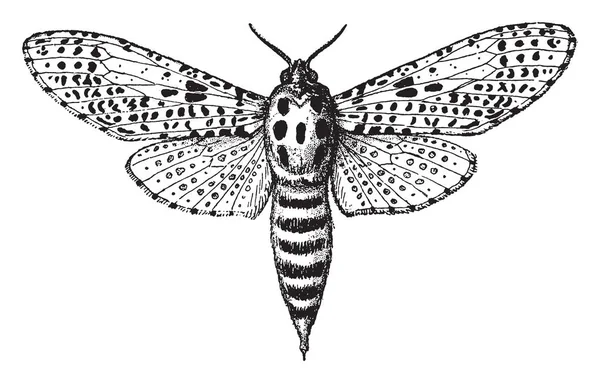 Leopard Moth Female Est Papillon Famille Des Erebidae Dessin Ligne — Image vectorielle