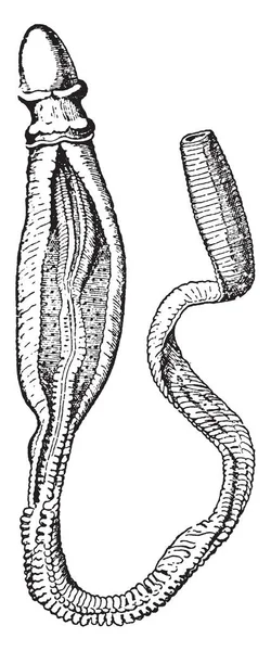 Ptychodera Flava Een Geslacht Van Acorn Worm Vintage Lijntekening Gravure — Stockvector