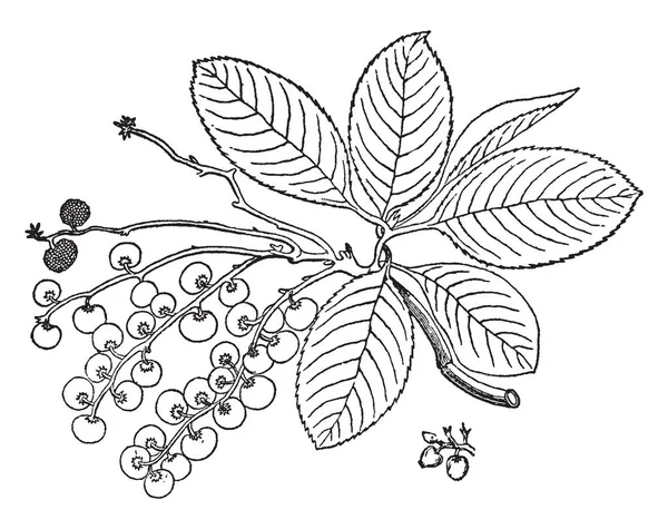 这是杨梅花旗的果实和植物 它的公用名是马德罗纳 树的叶子是圆的或稍微心形在基部 它生长100英尺高 复古线条画或雕刻插图 — 图库矢量图片