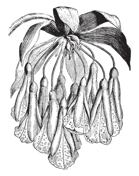 Flores Forma Embudo Los Sépalos Exteriores Son Ligeramente Más Pequeños — Archivo Imágenes Vectoriales