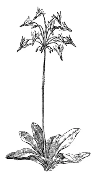Plant Scanner Beeld Vector Illustratuion — Stockvector