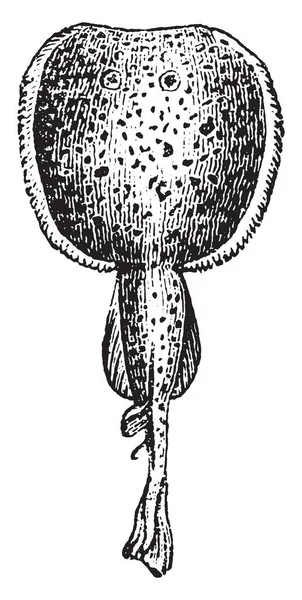 일반적인 Ocellate 빈티지 새겨진된 1880의 자연사 — 스톡 벡터