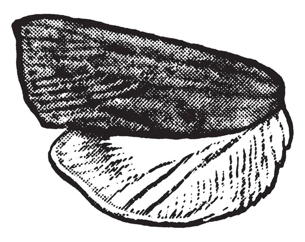 Chilo Genus Moths Crambidae Family Vintage Line Drawing Engraving Illustration — Stock Vector