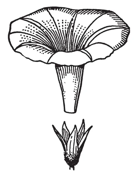 Una Flor Gloria Mañana Mejor Especialidad Estas Flores Que Encuentra — Vector de stock