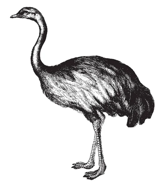 Rhea Ist Ein Flugunfähiger Vogel Vintage Linienzeichnung Oder Gravierillustration — Stockvektor