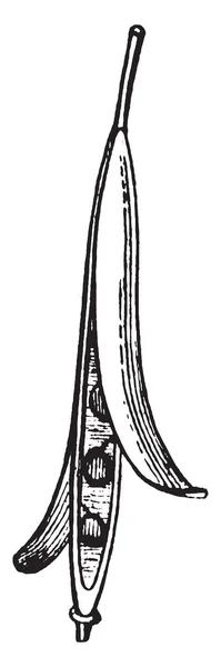 Une Image Montre Plante Silique Long Récipient Graines Deux Soupapes — Image vectorielle
