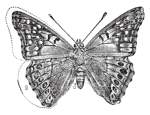 Tawny Cesarza Który Jest Szczotka Stąpający Motyl Vintage Rysowania Linii — Wektor stockowy