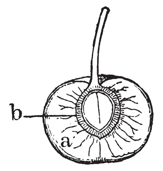 Questa Cornice Parte Della Ciliegia Quella Parte Vista Copertina Delle — Vettoriale Stock