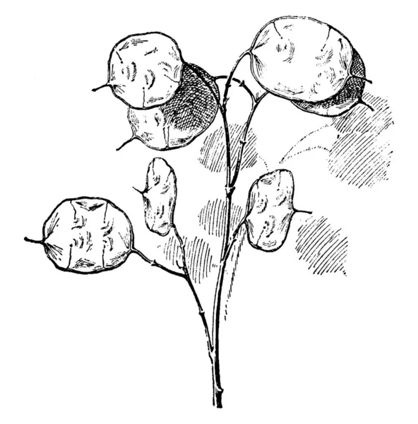 Lunaria 是一种开花植物 它的叶子是毛茸茸的 花朵是白色或紫罗兰色 复古线条画或雕刻插图 — 图库矢量图片