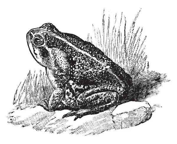 Bufo Toad Est Crapaud Amérique Sud Très Grand Commun Dessin — Image vectorielle