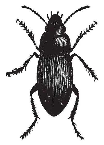 Karanlık Yere Böceği Harpalus Caliginosus Böcek Vintage Çizgi Çizme Veya — Stok Vektör