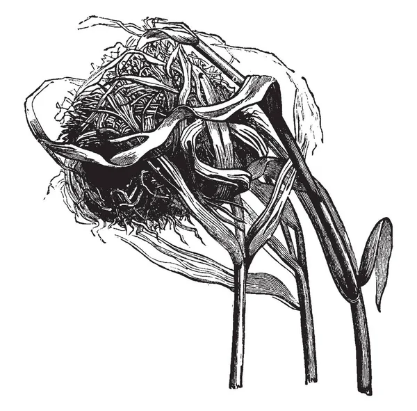 收获的老鼠巢建造的草编织在三个秸秆 复古线画或雕刻插图 — 图库矢量图片