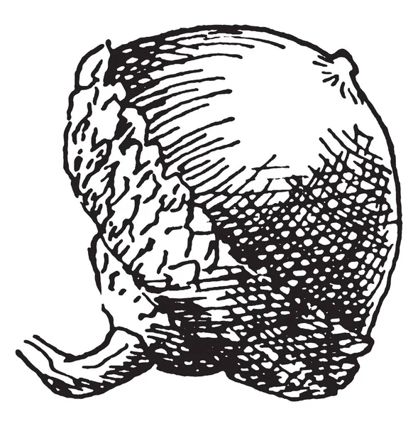 Этом Изображении Изображен Орех Называется Булавочный Дуб Желудь Фрукты Рисунок — стоковый вектор