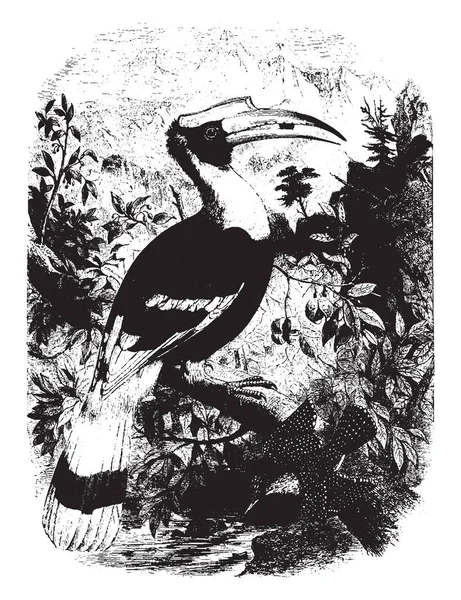 Esta Imagen Representa Hornbill Cóncavo Son Una Familia Aves Que — Vector de stock