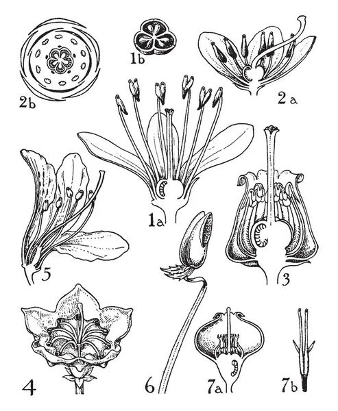 Clethra Pyrola Andromeda Kalmia Rododendron Erica Vaccinium Flowers Family Clethraceae — Vector de stock