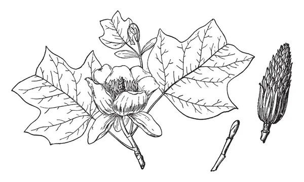 Μια Εικόνα Δείχνει Κλαδί Λεύκας Κίτρινο Επίσης Γνωστή Liriodendron Tulipifera — Διανυσματικό Αρχείο