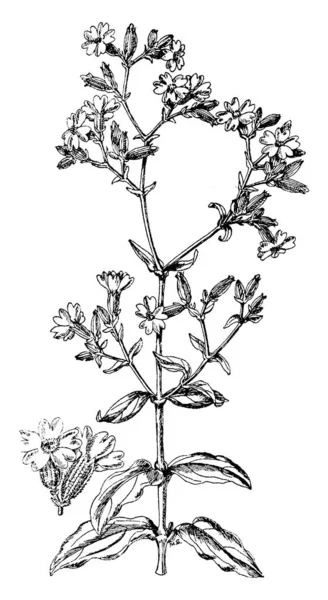 White Campion Uma Espécie Angiospérmica Família Caryophyllaceae Flores São Geralmente — Vetor de Stock