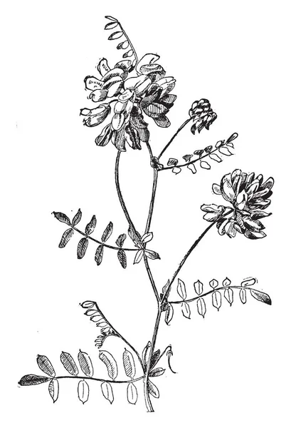 Coronilla Varia 식물의 고밀도 클러스터에서 식물은 빈티지 그리기 루트에서 — 스톡 벡터