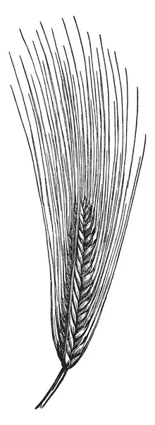 Esta Imagen Que Muestra Semilla Del Racimo Crecimiento Parte Superior — Archivo Imágenes Vectoriales