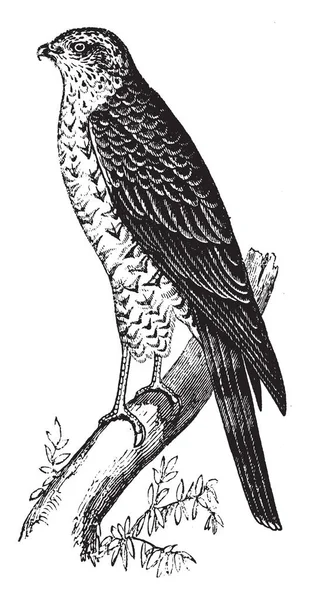 麻雀鹰弯曲票据和敏锐的视力 复古线条画或雕刻插图 — 图库矢量图片