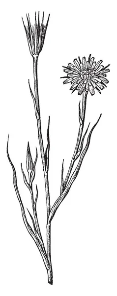 Fleur Ornementale Est Également Connue Sous Nom Salsifis Violet Commun — Image vectorielle