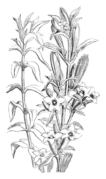 图片显示了慈的开花分支 俗称龙胆 茎很结实 有栗色的颜色 花是蓝色的 在漏斗形状 复古线条画或雕刻插图 — 图库矢量图片