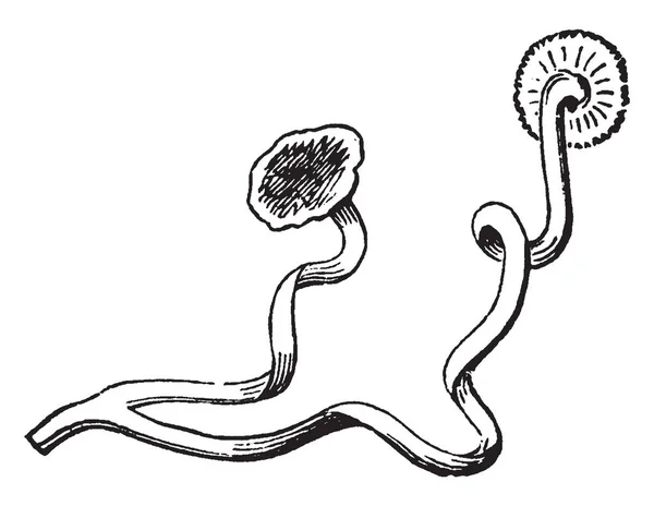 植物で 巻きひげは特殊な茎 葉や寄生植物 ビンテージの線描画や彫刻イラストによるサポート 添付ファイルと細胞侵入植物を登山で使用される糸のような形をした葉柄 — ストックベクタ