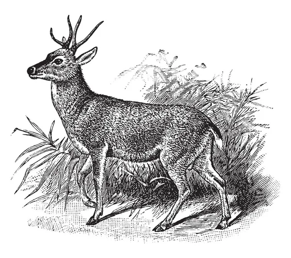 Gemul Deer Ciervo Sudamericano Con Cuernos Bifurcados Dibujo Línea Vintage — Archivo Imágenes Vectoriales