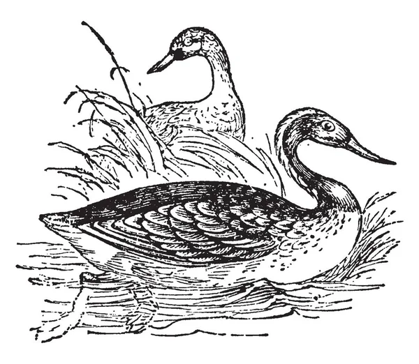 ダイバーの水生鳥の彫刻イラスト ヴィンテージ線画や北ヨーロッパ北アメリカの多くの部分では します — ストックベクタ