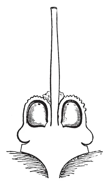 这是琉璃苣的雌蕊群部分 它是轴承的心皮和风格 复古线条画或雕刻插图 — 图库矢量图片