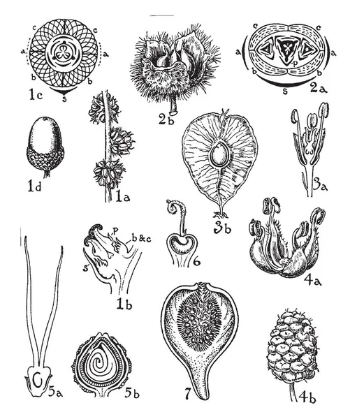 Immagine Mostra Fagaceae Ulmaceae Gli Ordini Delle Moraceae Questa Una — Vettoriale Stock