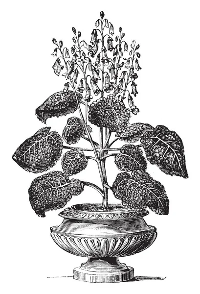 Квіткова Рослина Називається Gesnera Refulgens Квітка Багатий Темно Червоний Колір — стоковий вектор