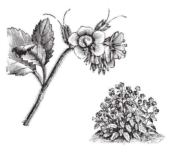 Cette Image Représente Branche Habit Floraison Détachée Phacelia Viscida Ces — Image vectorielle